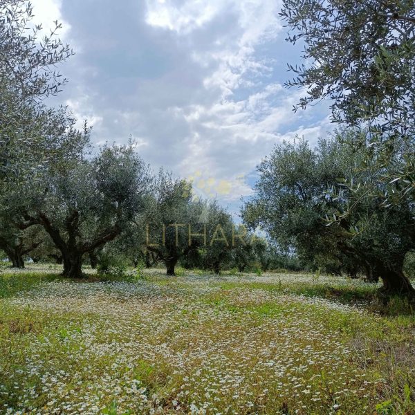 olive grove