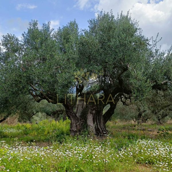 olive tree