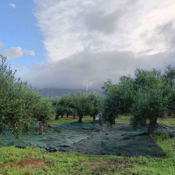 harvesting olives