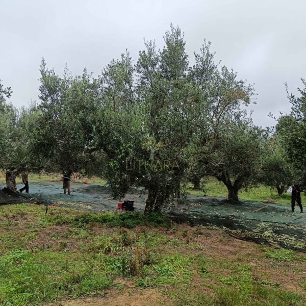 harvesting olives