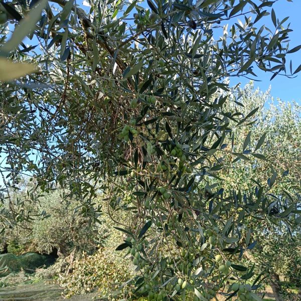 harvesting olives